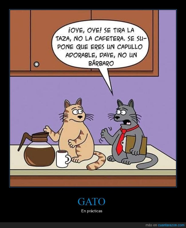 tza,cafetera,tirar,gato,pr&aacute;cticas