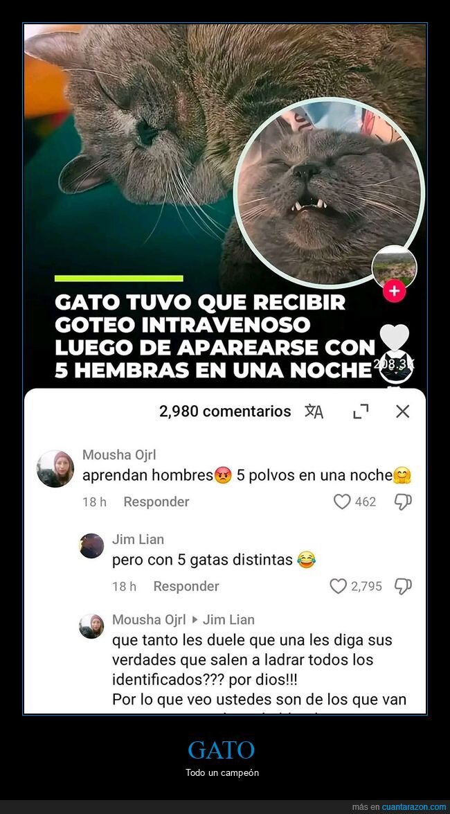 aparearse,comentarios,gatos