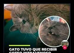 Enlace a No le hizo gracia la respuesta