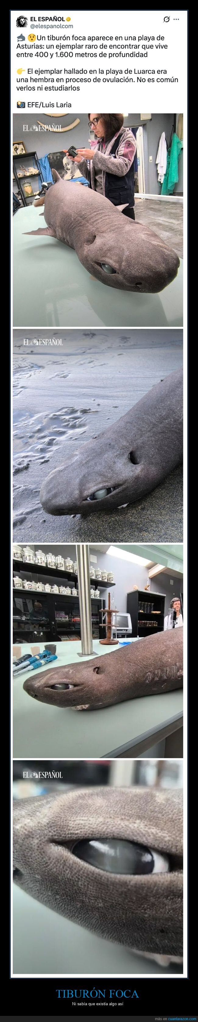 curiosidades,tibur&oacute;n foca