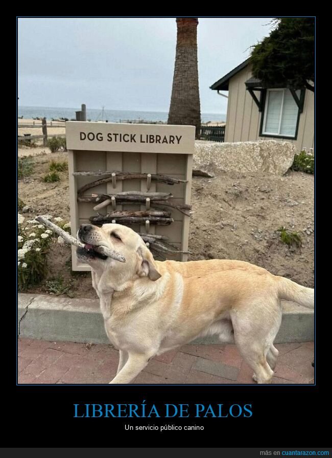 perro,librer&iacute;a,palos