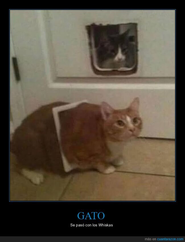 fails,gatos,gordo,puerta