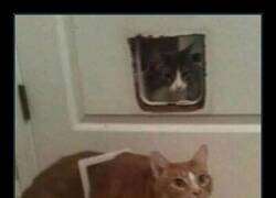 Enlace a Parece que ha engordado un poco últimamente...