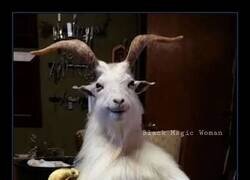 Enlace a No más perdón