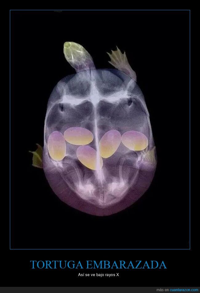 tortuga embarazada,rayos x