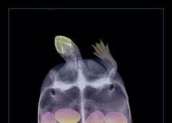 Enlace a Así se ve una tortuga embarazada por dentro