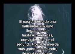 Enlace a Enormes excrementos