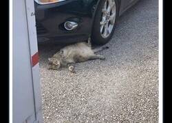 Enlace a Imágenes de gatos realmente 'malignos' que se creen los dueños del mundo