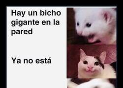 Enlace a Visto y no visto