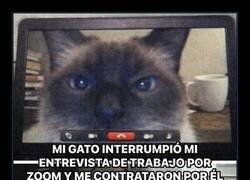 Enlace a Ayuda felina