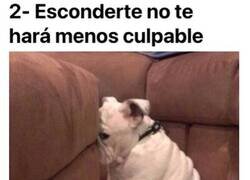 Enlace a Perros que pillaron con las manos en la masa y que no se esforzaron en disimularlo