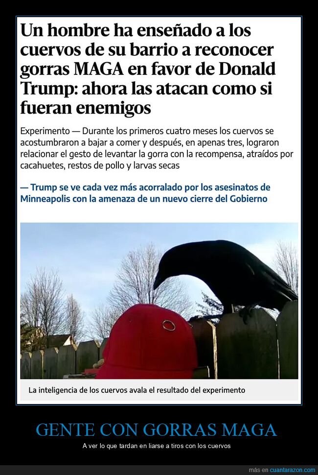 atacar,cuervos,donald trump,gorras,maga