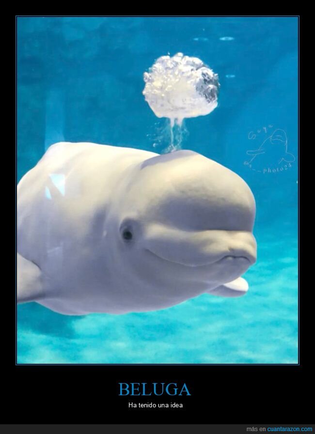 beluga,idea