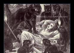 Enlace a Gatos hambrientos