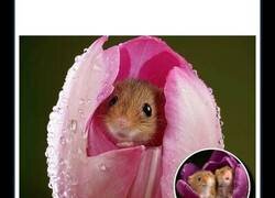 Enlace a Animales encantadores y algunos datos sobre ellos