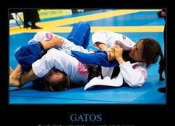 Enlace a Juntar gatos nunca fue buena idea