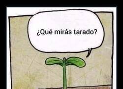 Enlace a Ni una planta me respeta