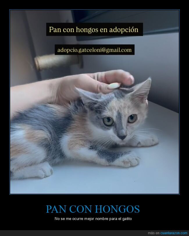 gato,adopci&oacute;n,pan,hongos,cartel