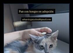 Enlace a Lo de “pan con hongos” era literal, ¿no?