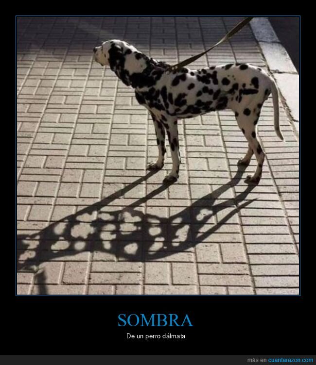 dalmata,sombra,manchas,paseo,perro