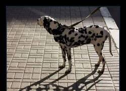 Enlace a Ahí solo veo bugs