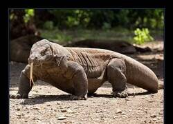 Enlace a Me he apuntado al gym, ya solo me falta ir