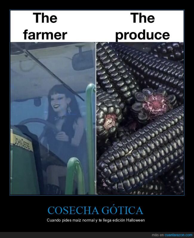 ma&iacute;z,agricultura,g&oacute;tico,cosecha,oscuro