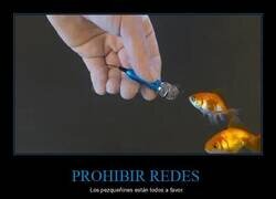 Enlace a Los peces a favor de la nueva ley de Pedro Sánchez