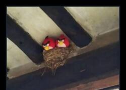 Enlace a Alguien que le avise