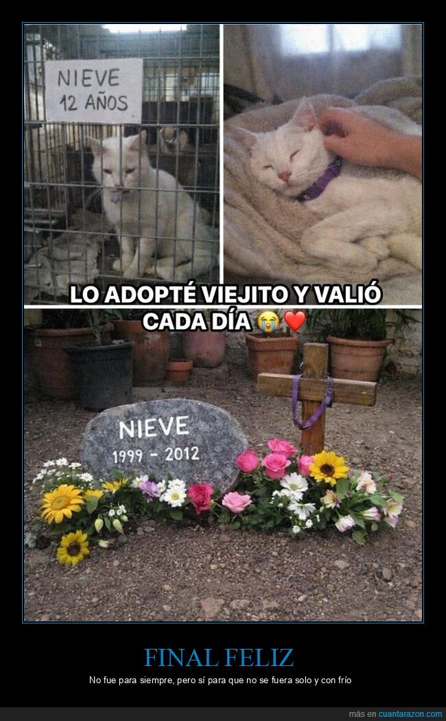 adopci&oacute;n,albergue,gato,viejitos,despedida