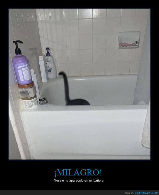 gato,ba&ntilde;era,ba&ntilde;o,intruso,espionaje