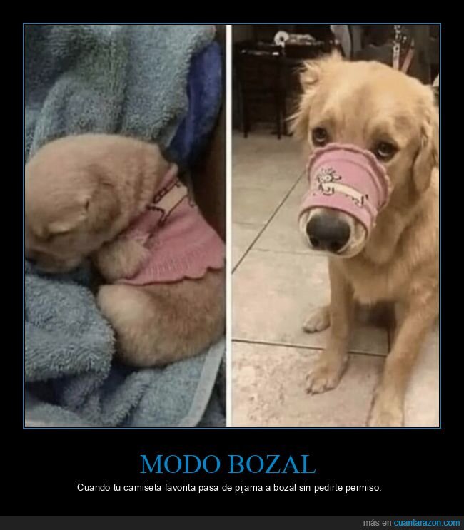 perro,crecimiento,camiseta,bozal,nostalgia