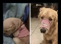 Enlace a De crop top a bozal