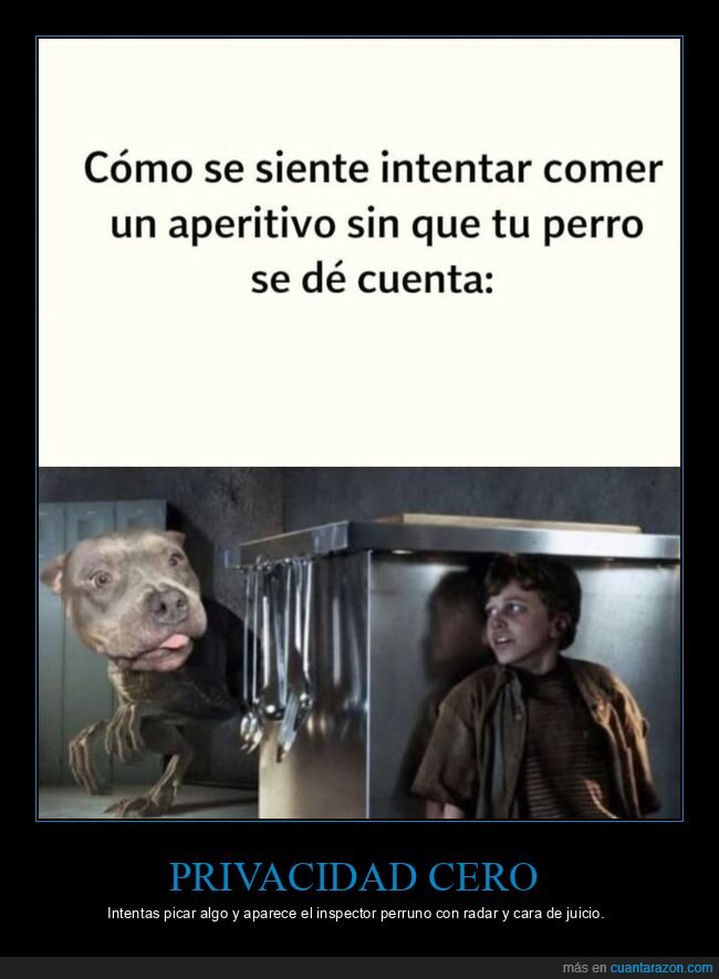 perro,snack,espionaje,culpabilidad,cocina