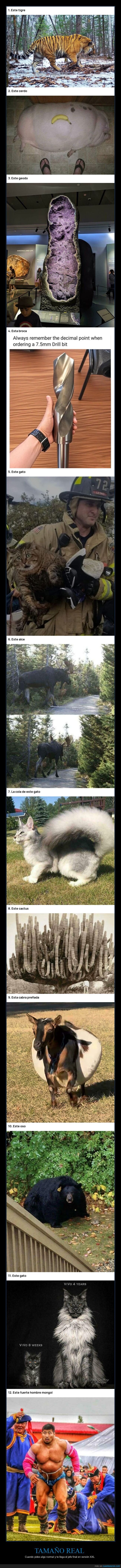 gigante,enorme,unidad,xxl,desproporcion