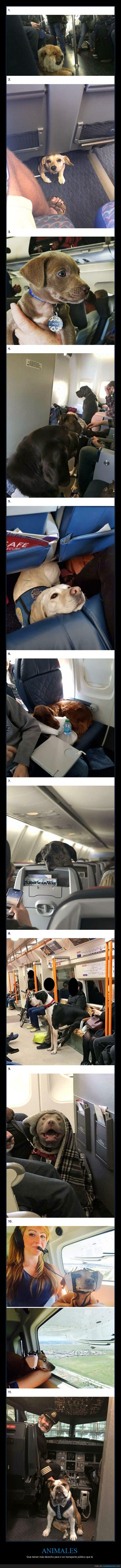 animales,metro,autob&uacute;s,transporte,absurdo