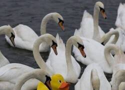 Enlace a Yo en la reunión: modo pato de goma, pero con opinión fuerte