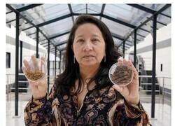 Enlace a Evolución no es comer bichos