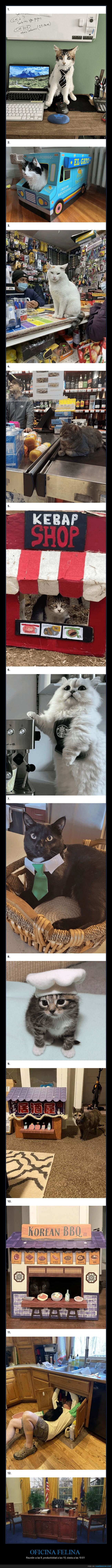 gatos,oficina,trabajo,jefes,corporativo