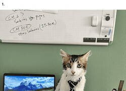 Enlace a Fotos de gatos que se toman el curro en serio más que tú