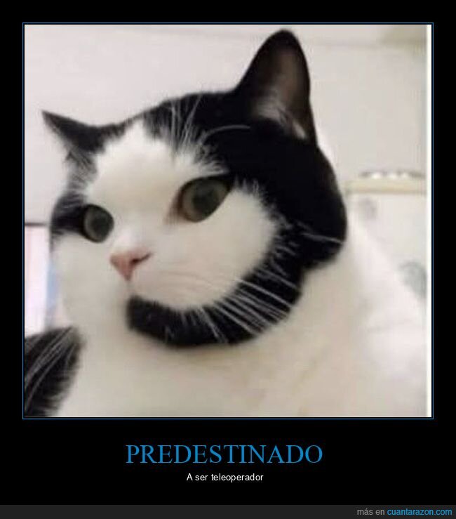 teleoperador,Purina,gato,croquetas,soporte