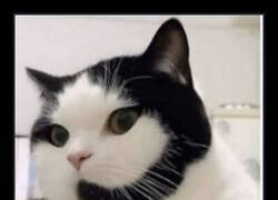 Enlace a El nuevo teleoperador de Purina