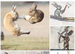 Enlace a Lo de los conejos en la Edad Media fue una locura