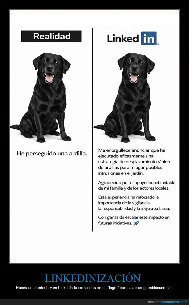 LinkedIn,curr&iacute;culum,ardilla,perro,postureo