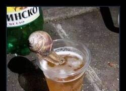 Enlace a La tapita de caracoles no te la pierdas