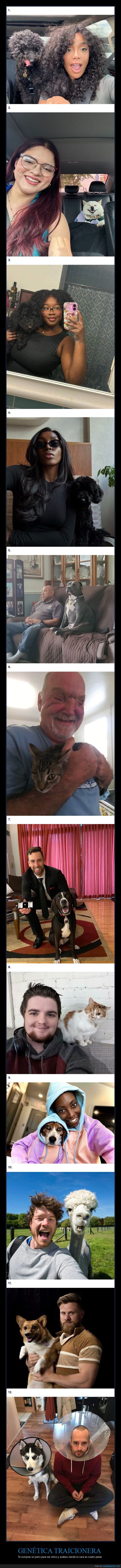 mascotas,parecido,perros,clones,fotos