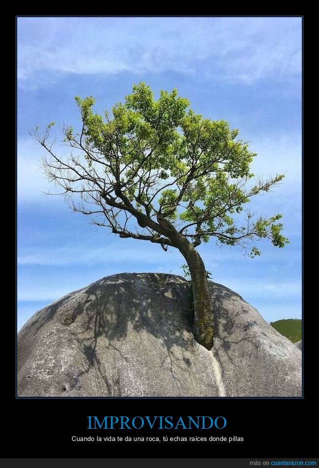 resiliencia,supervivencia,naturaleza,absurdo,roca