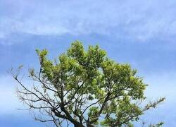 Enlace a Yo también vengo con base de piedra, pero tiro pa’lante