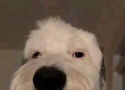 Enlace a El sentido común es premium