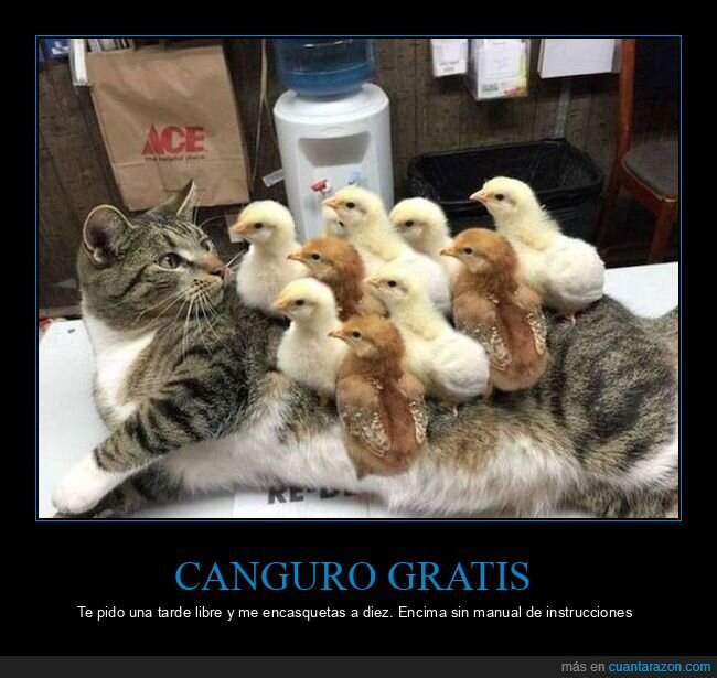 gato,pollitos,guarderia,siesta,caos